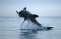 Great White Shark Breaching in False Bay South Africa