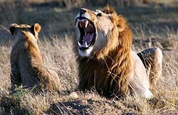 Lions at Lalibela Game Reserve