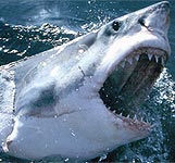 Africa Shark Dive Safaris - Great White shark cage diving
